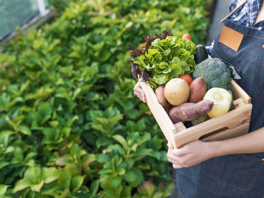 Manger bio : des bienfaits insoupçonnés