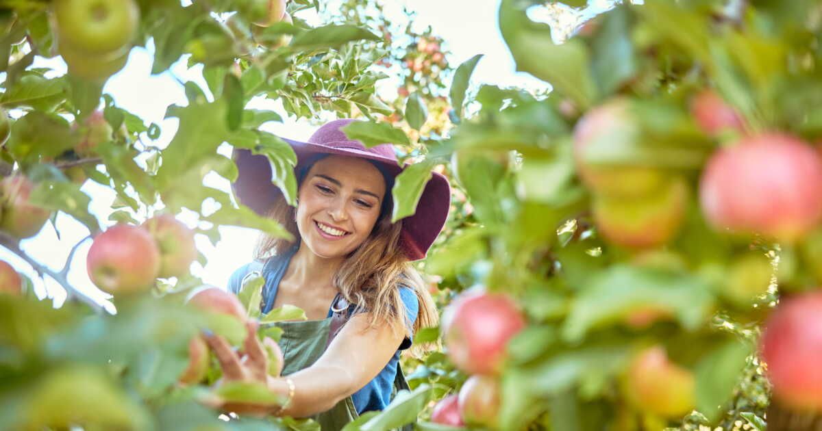 La pomme : un trésor de bienfaits pour la santé