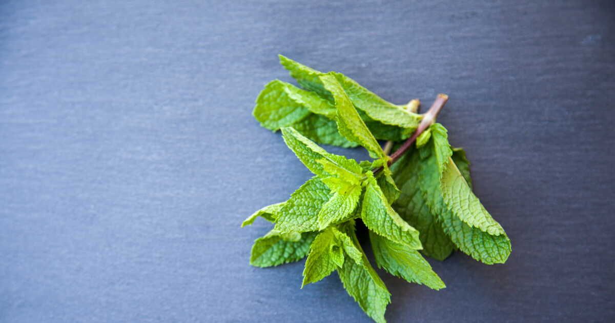 La menthe : l'atout fraîcheur