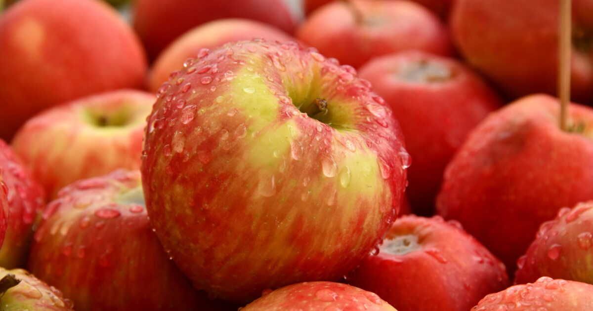 Flan aux pommes sans sucre : une douceur légère pour faire plaisir