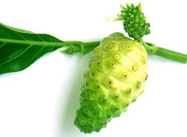 Le jus de noni : promesse trop belle pour être vraie ?