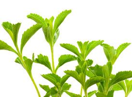 La stevia : l'édulcorant naturel qui révolutionne nos habitudes