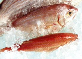 Une étude nationale sur la présence de PCB dans les poissons d'eau douce