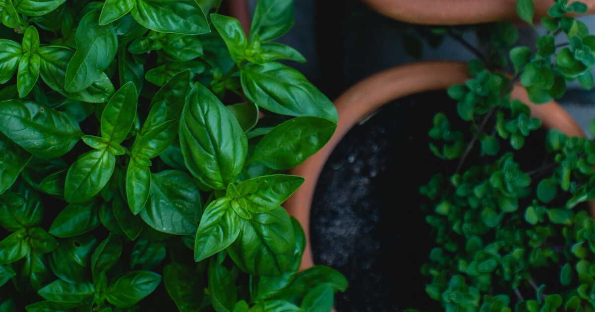 Prolongez la vie de votre basilic frais avec cette astuce inédite