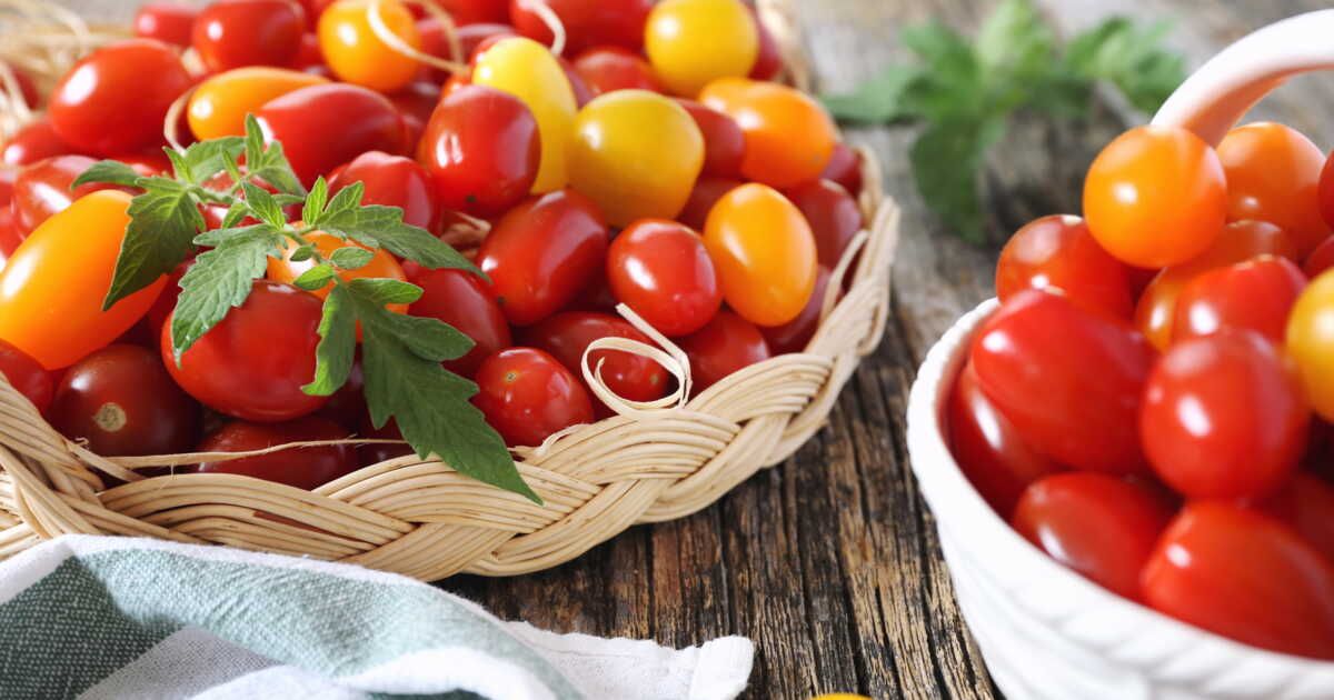Les tomates cerises : l'incontournable de vos repas d'été