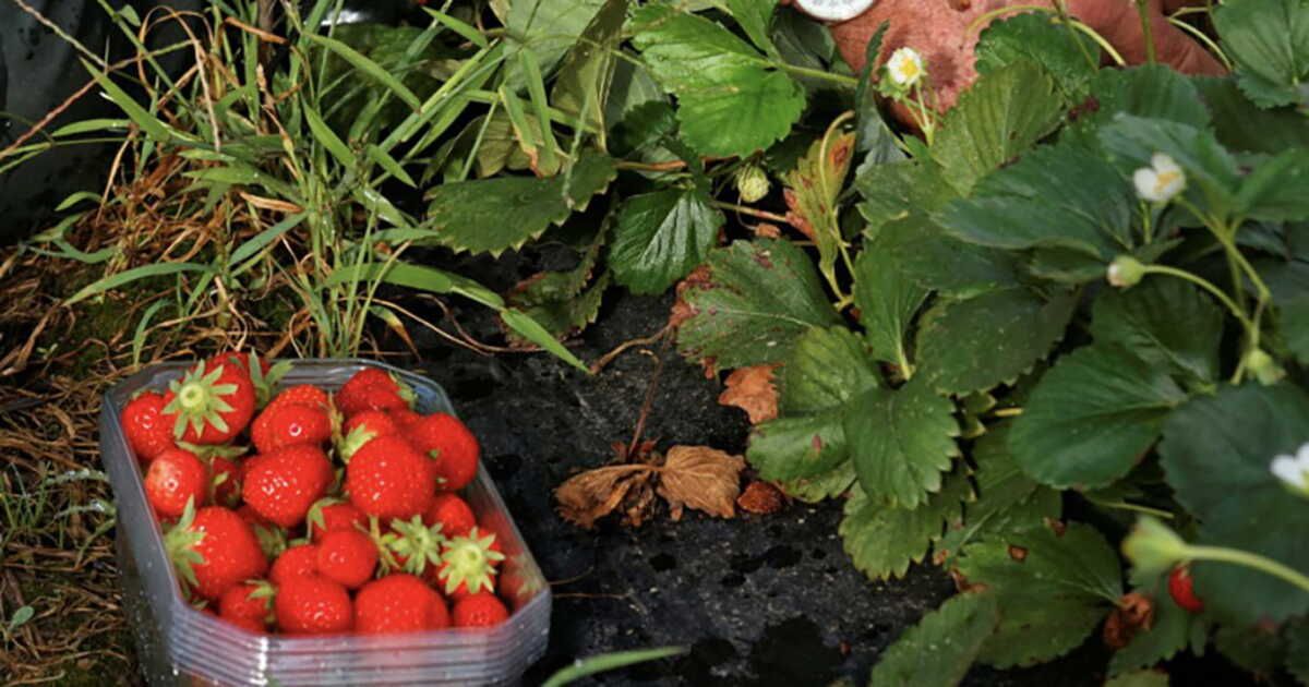 Tout savoir sur les fraises de Dordogne