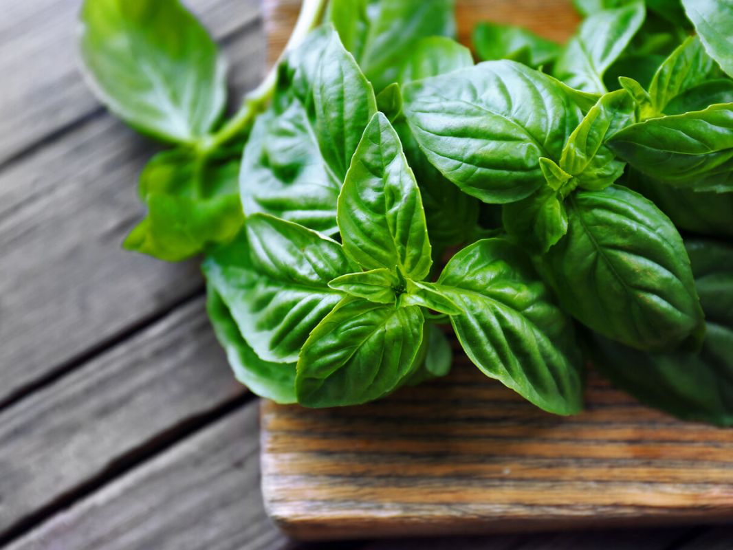 découvrez 9 recettes irrésistibles au basilic
