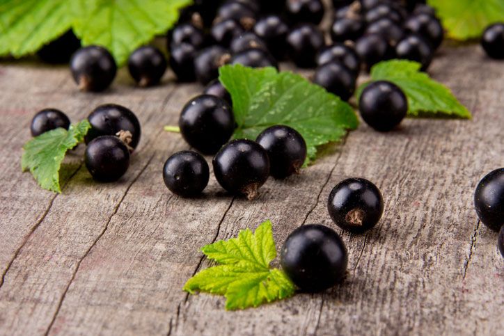 Le cassis, trésor vitaminé à découvrir