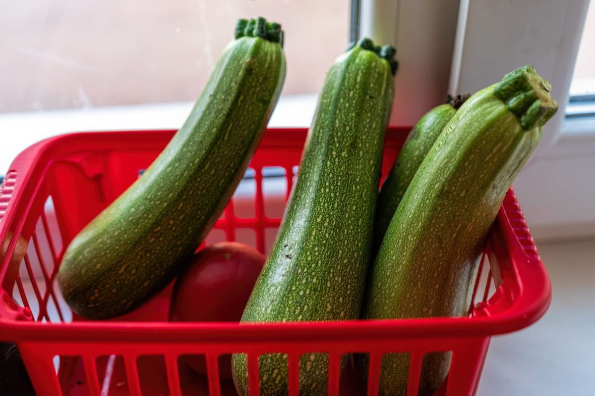 Le secret des courgettes fraîches : astuce de conservation à découvrir